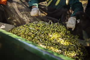 Dầu ô liu extra virgin khác gì dầu ô liu pomace – 4 loại phổ biến nhất và cách dùng đúng tốt cho sức khỏe